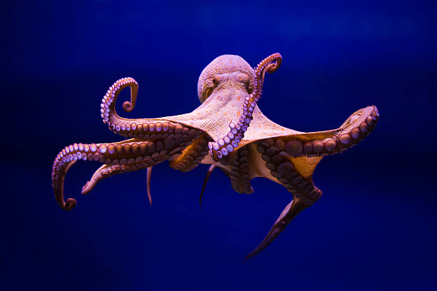 Cephalopods