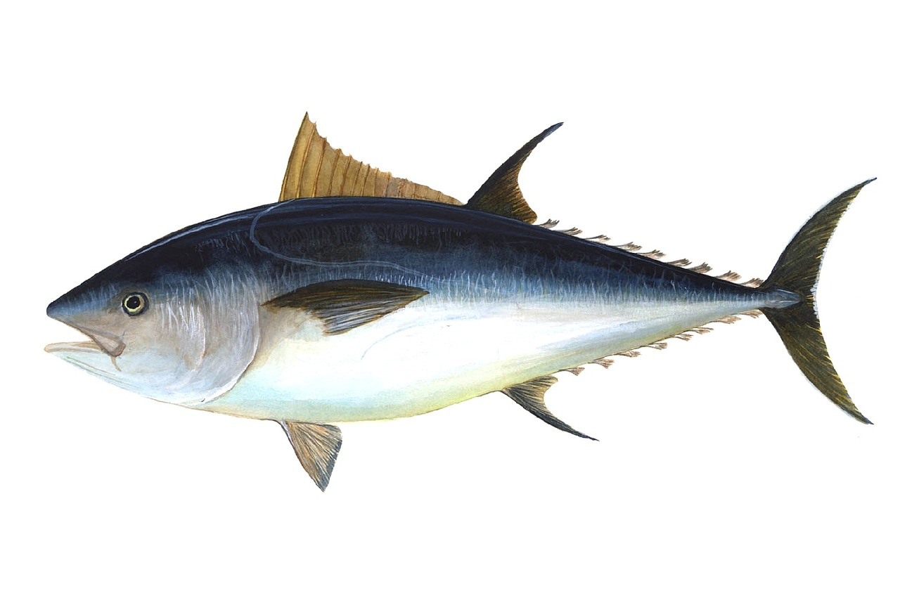 Pelagic Fish