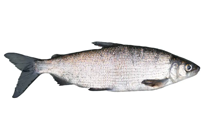 White Fish